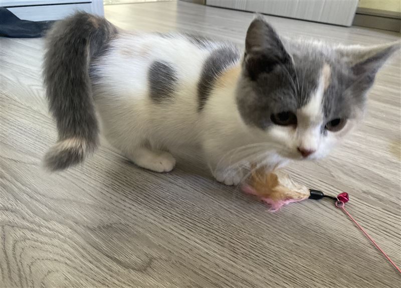 自家矮腳英短三花妹妹 600自提   （疫苗已打，送貓窩貓碗 送2大袋貓糧）