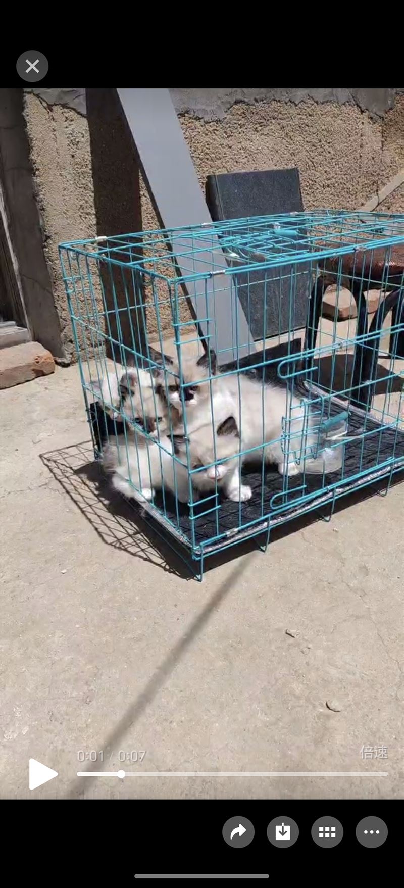 賣貓布偶，緬因銀虎